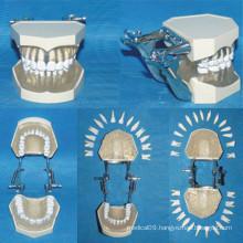 Natural Size Detachable Nursing Teeth Anatomy Model (28 teeth)